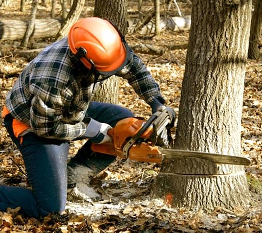 Tree Removal in Belmont, WI